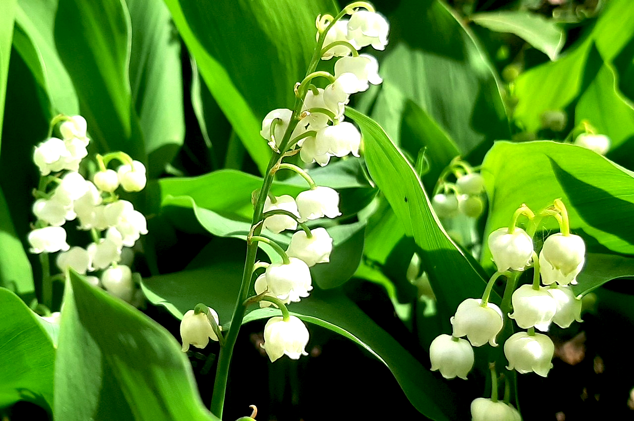 1er mai : Le muguet « déconfiné »